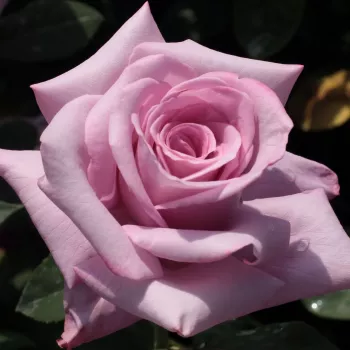 Levandulová s červeným okrajem - Stromkové růže s květmi čajohybridů - stromková růže s rovnými stonky v koruně