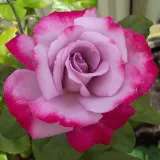 Vrtnica čajevka - Diskreten vonj vrtnice - vijolična - rdeča - Rosa Burning Sky™
