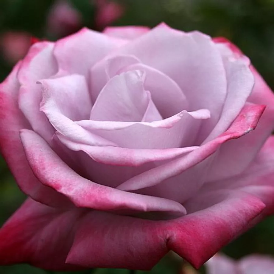 Vrtnice čajevke - Roza - Burning Sky™ - vrtnice - proizvodnja in spletna prodaja sadik