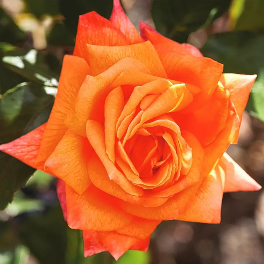Róża o dyskretnym zapachu - Róża - Lovers' Meeting - sadzonki róż sklep internetowy - online