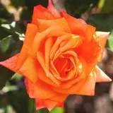 Orange - gelb - edelrosen - teehybriden - rose mit diskretem duft - pfirsicharoma - Rosa Lovers' Meeting - rosen online kaufen
