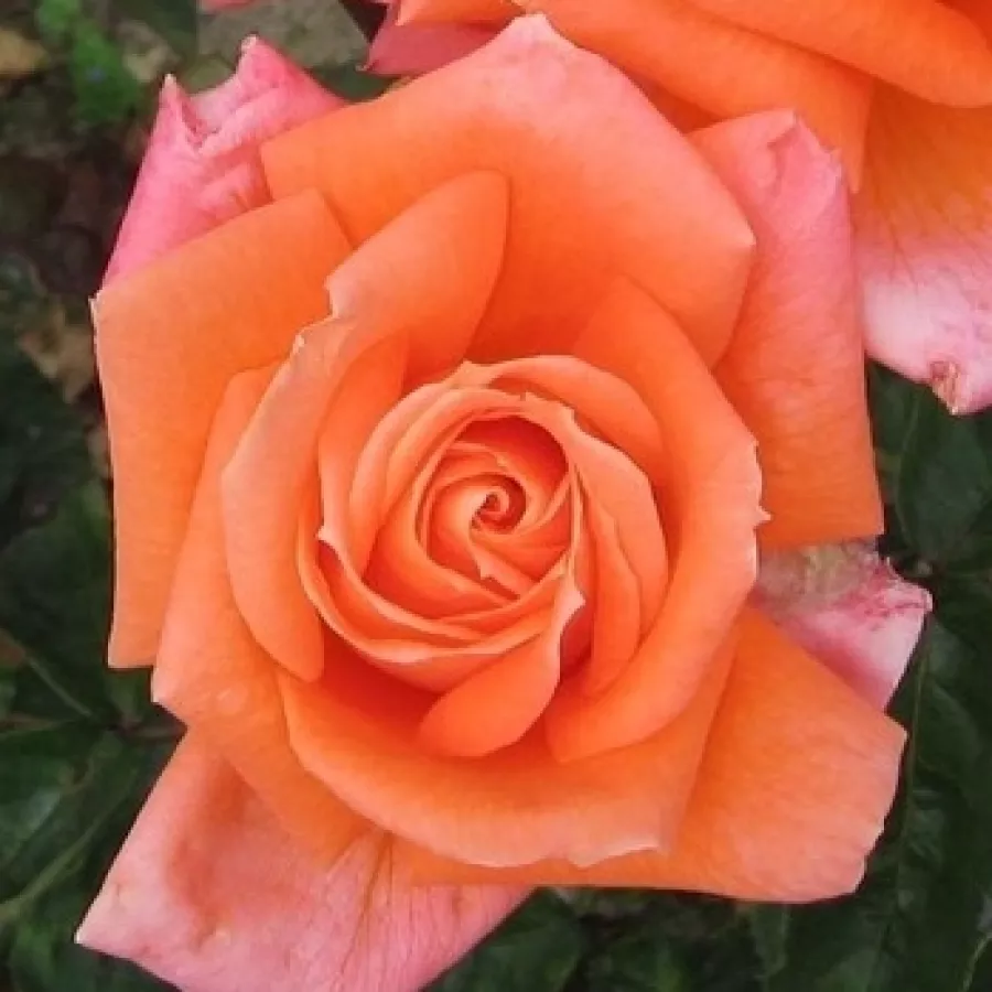 Hybrydowa róża herbaciana - Róża - Lovers' Meeting - sadzonki róż sklep internetowy - online