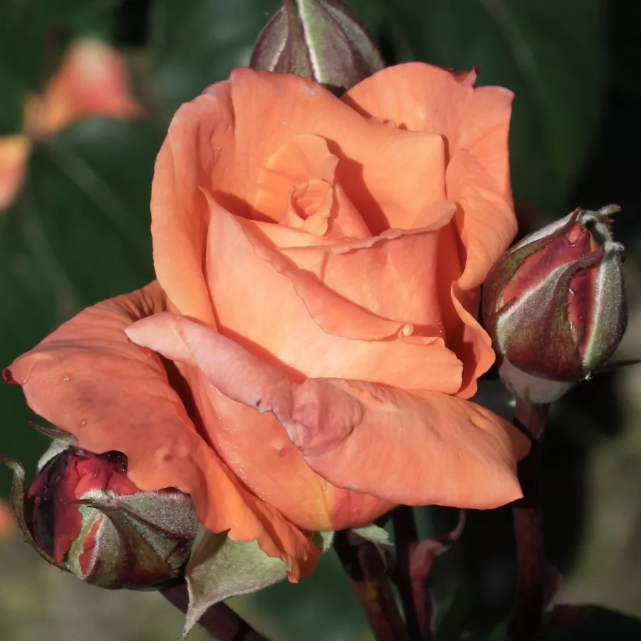 Róża o dyskretnym zapachu - Róża - Lovers' Meeting - róże sklep internetowy