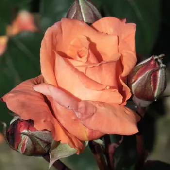 Rosa Lovers' Meeting - oranžno-rumena - vrtnice čajevke