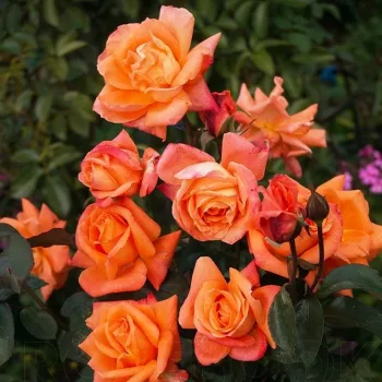 Orange - edelrosen - teehybriden - rose mit diskretem duft - pfirsicharoma