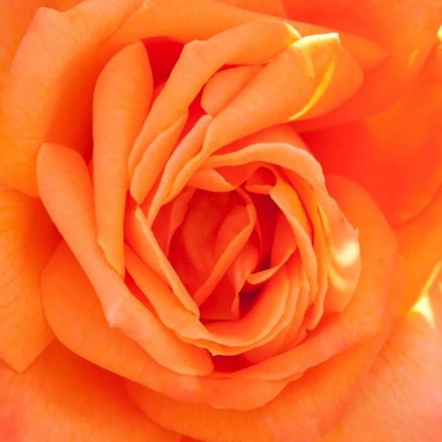 Douglas L. Gandy - Rózsa - Lovers' Meeting - kertészeti webáruház