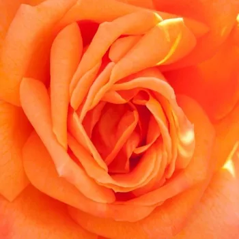 Online rózsa vásárlás - narancssárga - sárga - Lovers' Meeting - teahibrid rózsa - diszkrét illatú rózsa - (90-100 cm)