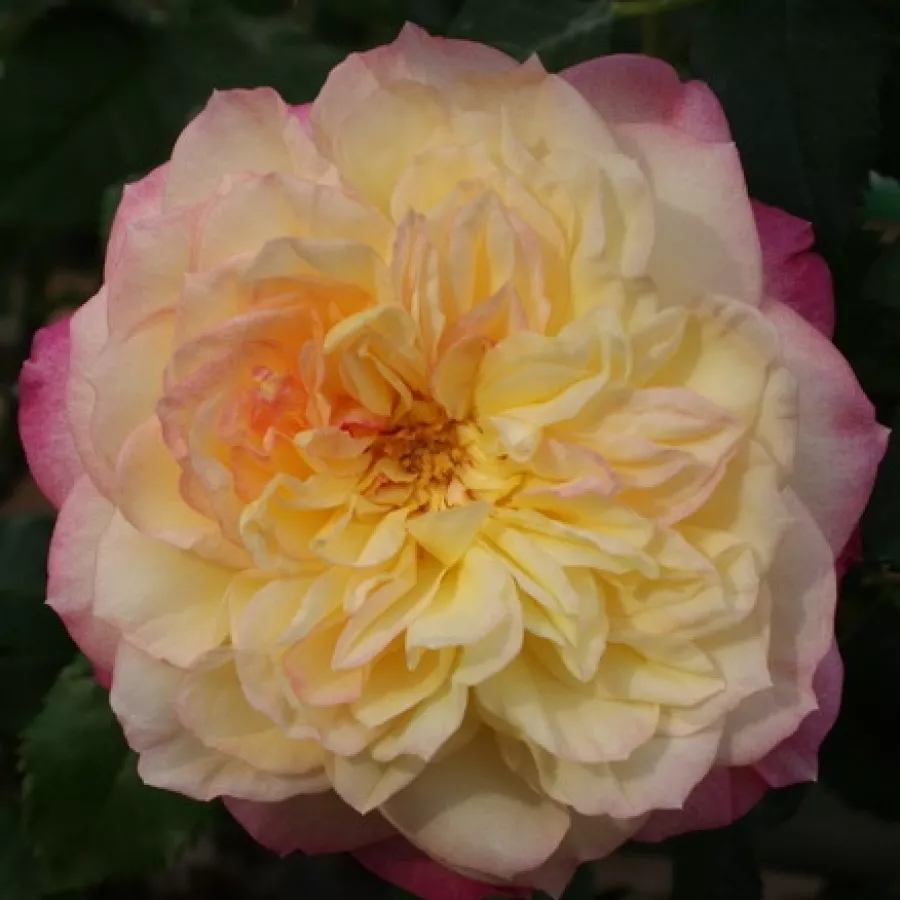 žuto - ružičasta - Ruža - Erinome - naručivanje i isporuka ruža