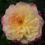 Sárga - rózsaszín - Rosa Erinome - teahibrid rózsa - online rózsa vásárlás - nem illatos rózsa