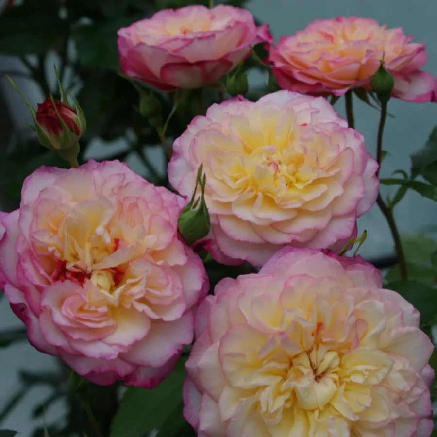 Sárga - rózsaszín - Rózsa - Erinome - online rózsa vásárlás