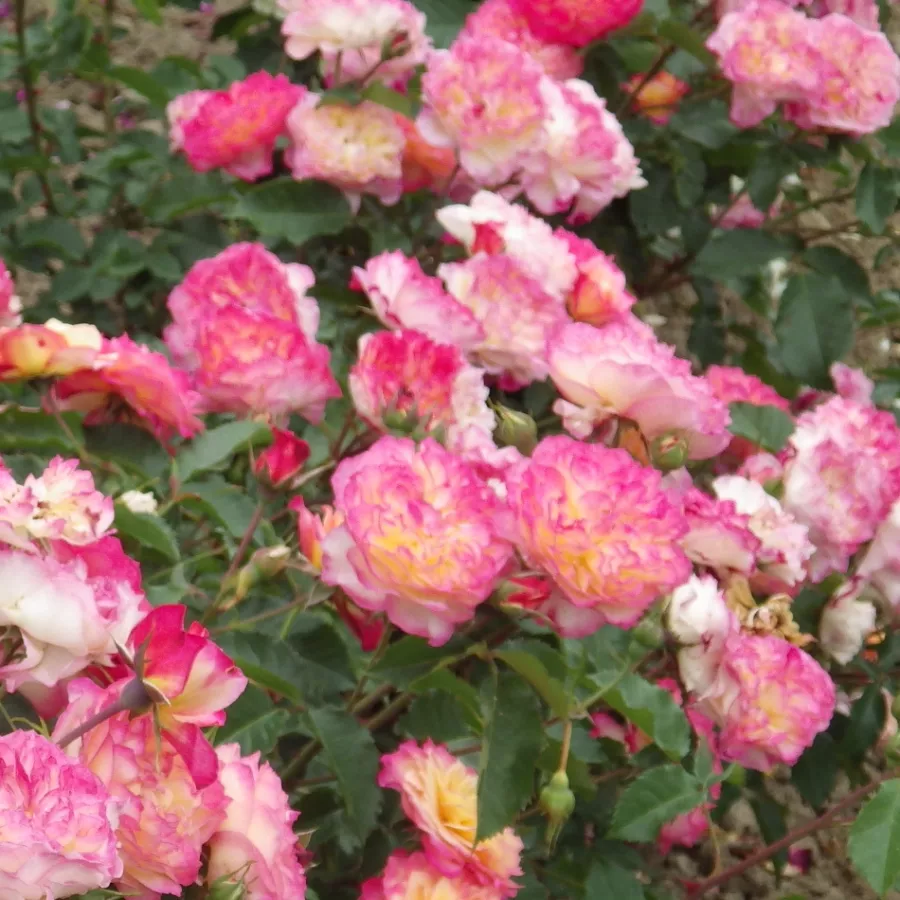 Tömvetelt virágú - Rózsa - Erinome - online rózsa vásárlás