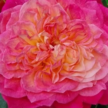 Online rózsa kertészet - teahibrid rózsa - nem illatos rózsa - Erinome - sárga - rózsaszín - (80-90 cm)