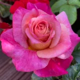 Hibridna čajevka - umjereno mirisna ruža - slatka aroma - sadnice ruža - proizvodnja i prodaja sadnica - Rosa Eurydome - ružičasto - žuta