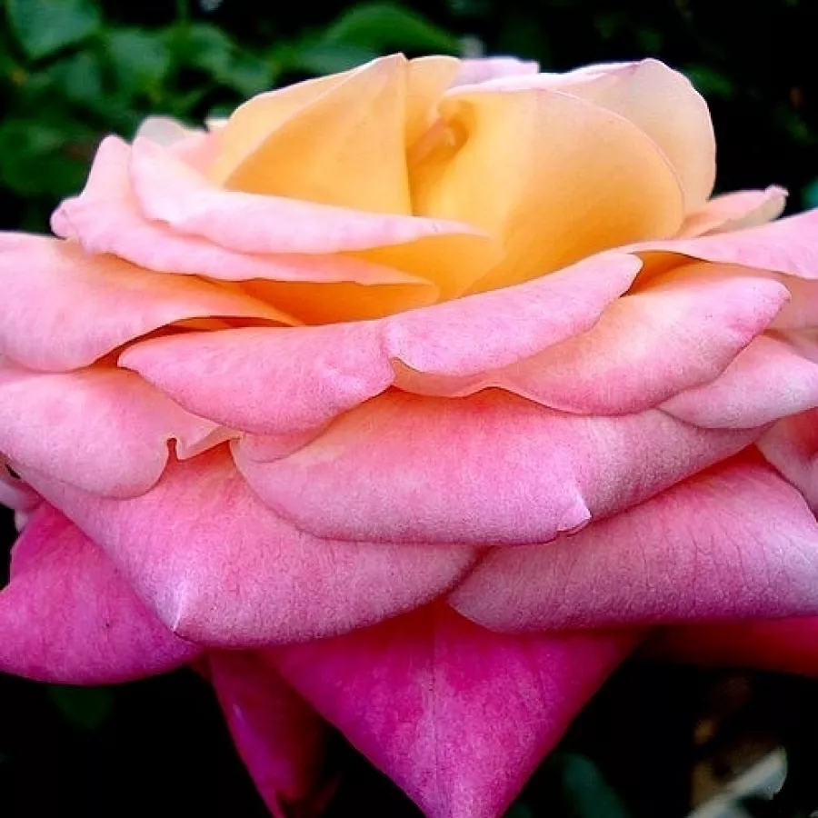 Hibridna čajevka - Ruža - Eurydome - sadnice ruža - proizvodnja i prodaja sadnica