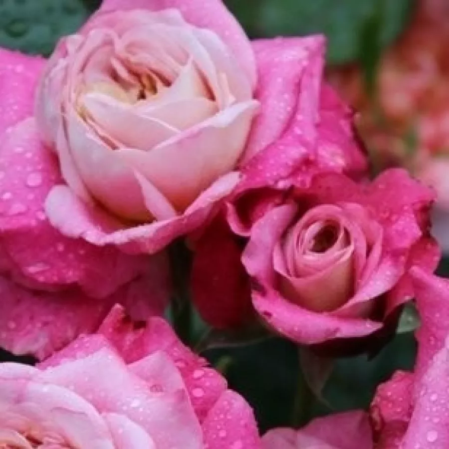 Umiarkowanie pachnąca róża - Róża - Eurydome - róże sklep internetowy