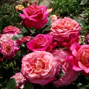 Rózsaszín - sárga - teahibrid rózsa - közepesen illatos rózsa - édes aromájú