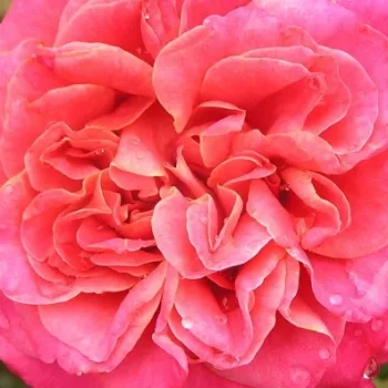 Rózsa rendelés online - rózsaszín - sárga - Eurydome - teahibrid rózsa - közepesen illatos rózsa - (60-80 cm)