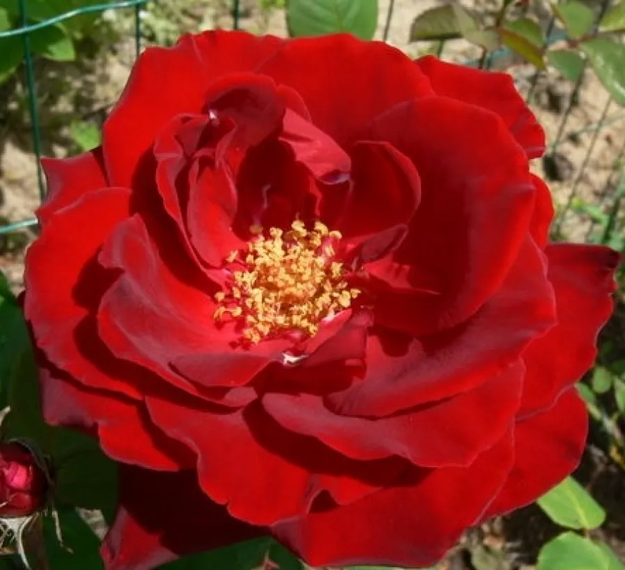 Ruža intenzivnog mirisa - Ruža - Rosenthal - sadnice ruža - proizvodnja i prodaja sadnica