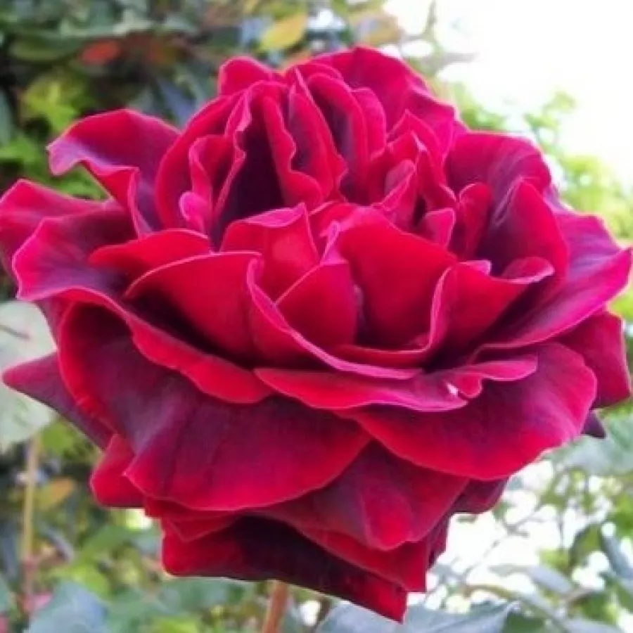 Hybrydowa róża herbaciana - Róża - Rosenthal - róże sklep internetowy