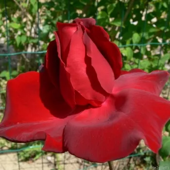 Rosa Rosenthal - rdeča - vrtnice čajevke