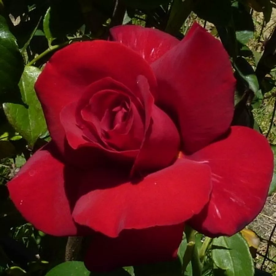 Pojedyncze - Róża - Rosenthal - sadzonki róż sklep internetowy - online