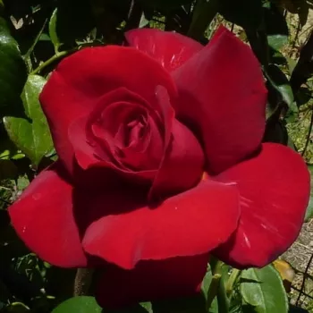 Tamno crvena - hibridna čajevka - ruža intenzivnog mirisa - damaščanska aroma