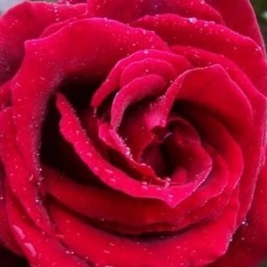 Reimer Kordes - Roza - Rosenthal - vrtnice online