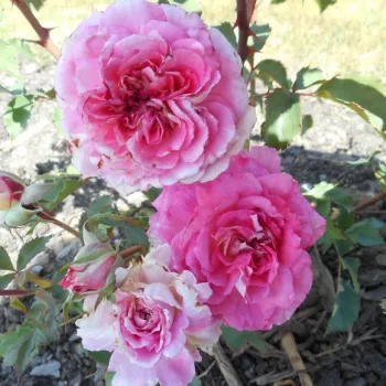 Lágy mályvalila alapszín fehér visszafordulással. - virágágyi floribunda rózsa - illattalan rózsa - nincs érezhető aroma