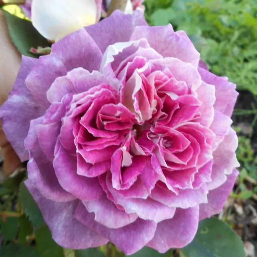 Ružičasto - bijela - Ruža - Kathryn - naručivanje i isporuka ruža