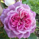 Róża rabatowa floribunda - róża bez zapachu - sadzonki róż sklep internetowy - online - Rosa Kathryn - różowo-biały