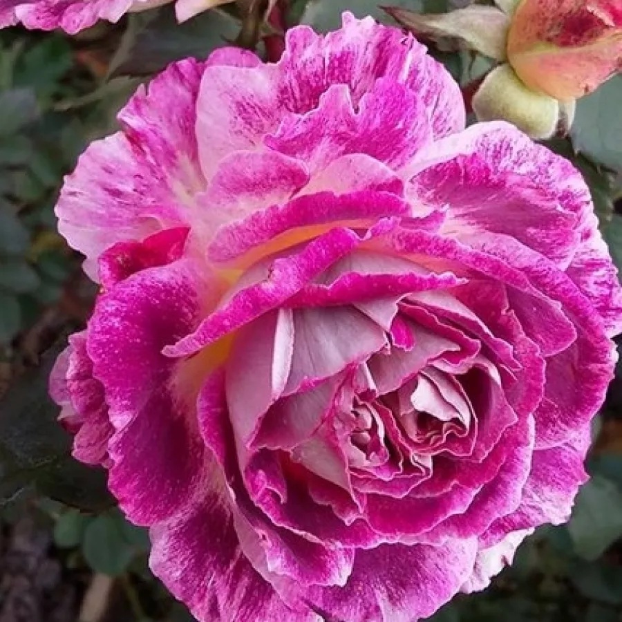 Vrtnica floribunda za cvetlično gredo - Roza - Kathryn - vrtnice - proizvodnja in spletna prodaja sadik