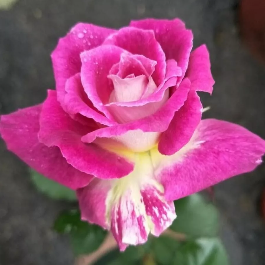 Róża bez zapachu - Róża - Kathryn - róże sklep internetowy