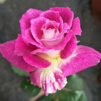 Rosa Kathryn - rózsaszín - fehér - virágágyi floribunda rózsa