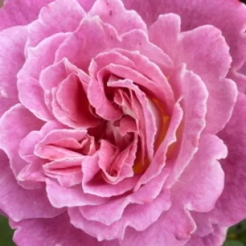 Zamówienie róż online - virágágyi floribunda rózsa - nem illatos rózsa - Kathryn - rózsaszín - fehér - (60-80 cm)