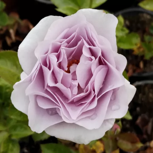 Purple Mia