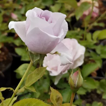 PURPLE MIA – világoslila virágágyi floribunda rózsa - Kordes