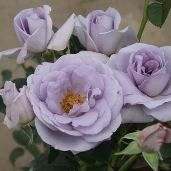 Ködös, középtónusú lila enyhe ezüstös árnyalattal. - virágágyi floribunda rózsa - közepes erősségű, jól érezhető illatú rózsa - édeskés, ibolyás karakterű