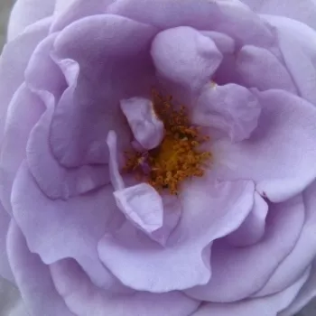 Rózsák webáruháza. - világoslila - közepes erősségű, jól érezhető illatú rózsa - Purple Mia - virágágyi floribunda rózsa - (65-95 cm)