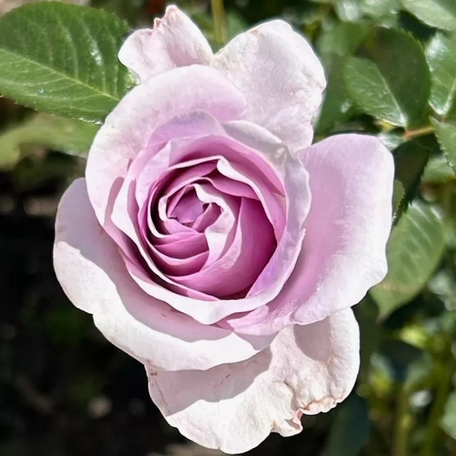 Intenziven vonj vrtnice - Roza - Purple Mia - vrtnice online