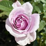 Vrtnica floribunda za cvetlično gredo - intenziven vonj vrtnice - - - vrtnice online - Rosa Purple Mia - vijolična
