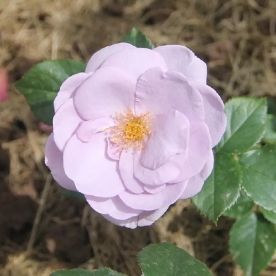 Virágágyi floribunda rózsa - Rózsa - Purple Mia - kertészeti webáruház