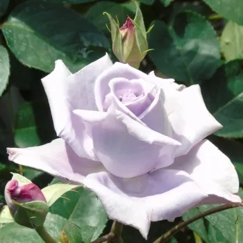 Rosa Purple Mia - vijolična - vrtnica floribunda za cvetlično gredo