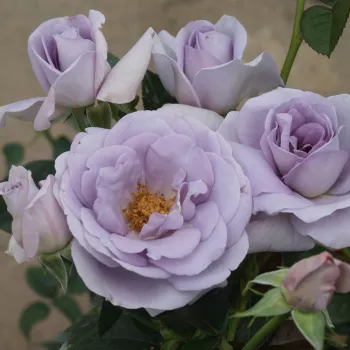 Svetlo vijolična - vrtnica floribunda za cvetlično gredo - intenziven vonj vrtnice - -