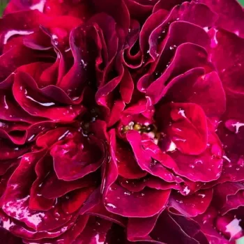 Rosen Online Gärtnerei - purpurrot - mild, zurückhaltend duftende rose - Christian Tetedoie - beetrose, floribunda - (120-160 cm)
