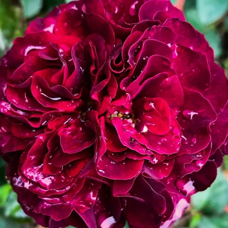 Dunkelrot - Rosen - Christian Tetedoie - rosen online kaufen