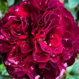 Virágágyi floribunda rózsa - diszkrét illatú rózsa - - - kertészeti webáruház - Rosa Christian Tetedoie - vörös