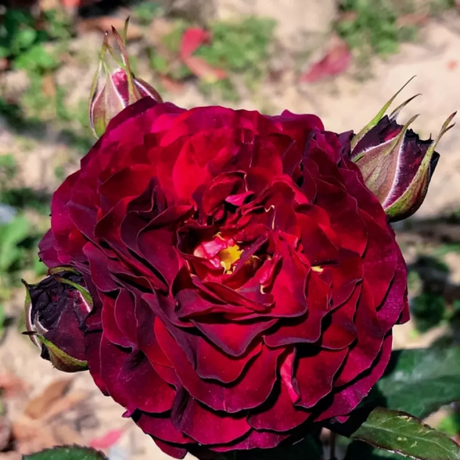 Róża rabatowa floribunda - Róża - Christian Tetedoie - róże sklep internetowy