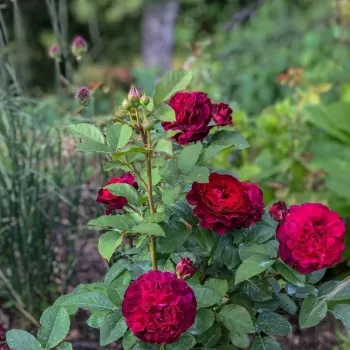 Rosa Christian Tetedoie - jarko crvena - ruža floribunda za gredice