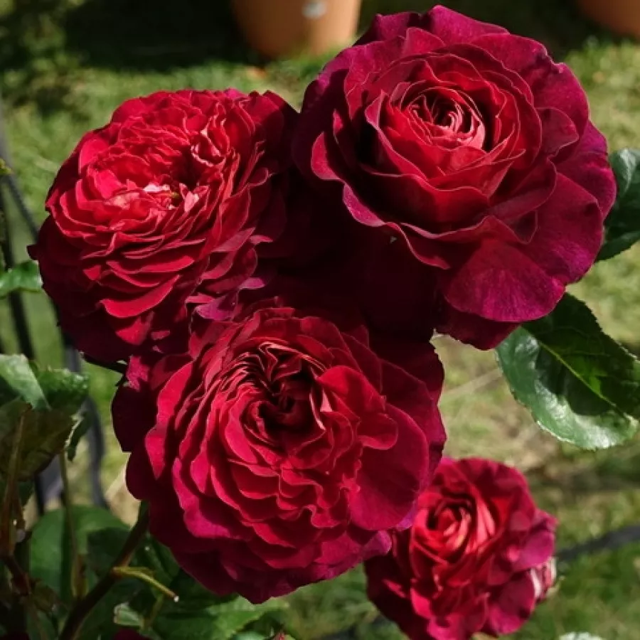 Bukietowe - Róża - Christian Tetedoie - sadzonki róż sklep internetowy - online