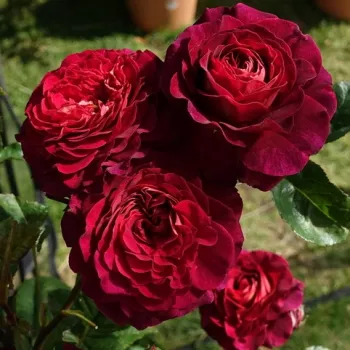 Bordeauxrot - beetrose floribundarose - rose mit diskretem duft - -